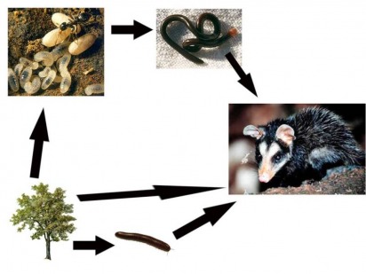 worms food chain