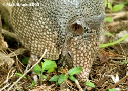 armadillo chain food insects nuts foraging